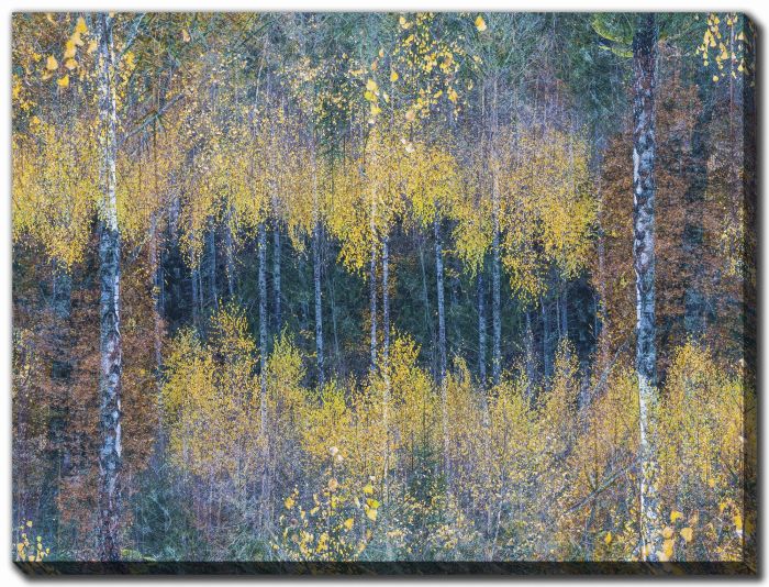 Flourishing Forest