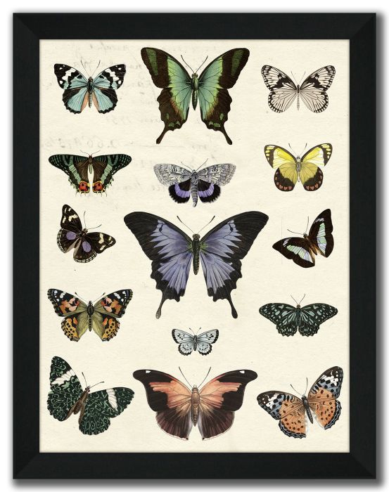 Flutterbys II
