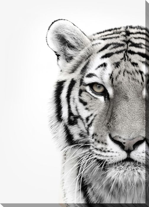 White Tiger