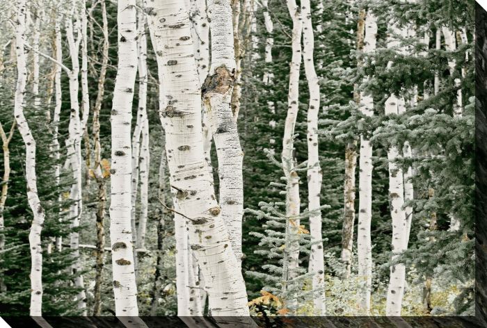 Birch Forest