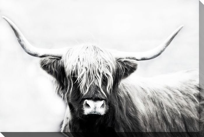 Highland Longhorn