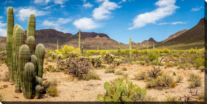 Arizona Desert