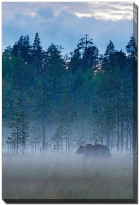 Foggy Forest Hidden Bear