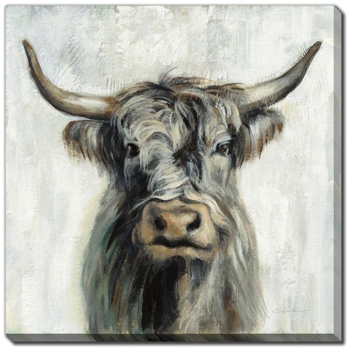 Highland Cow