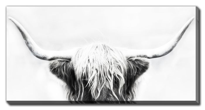 Longhorn