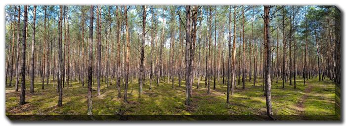 Forest Beauty