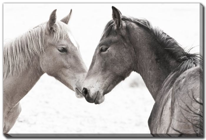 Gentle Herd