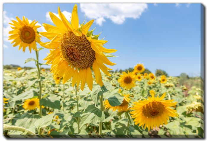 Sunflowers