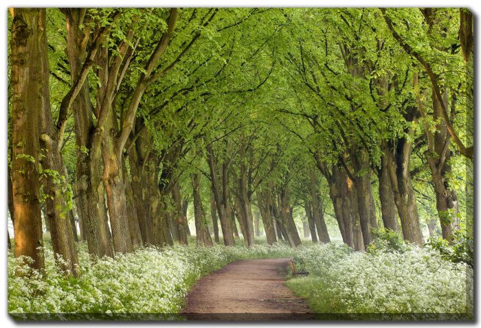 Cow Parsley Curve