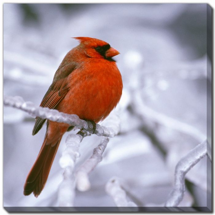 Winter Cardinal
