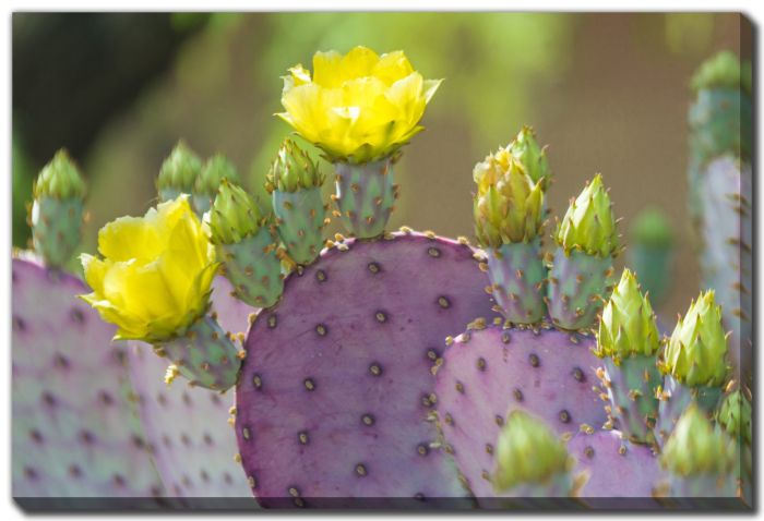 Santa Rita Prickly Pear 