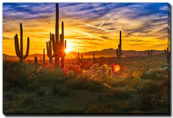 Saguaros at Sunset 
