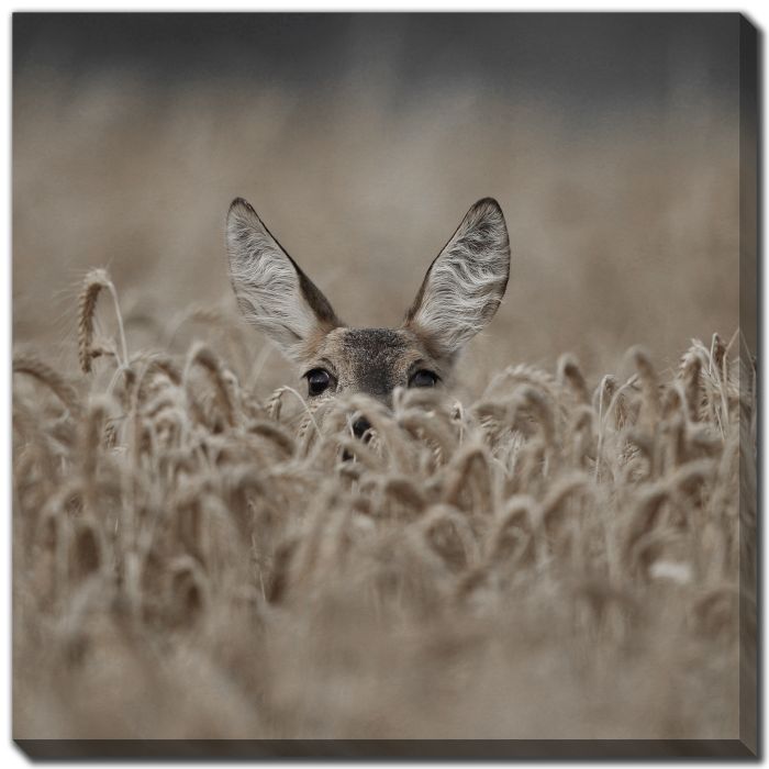 Roe Deer