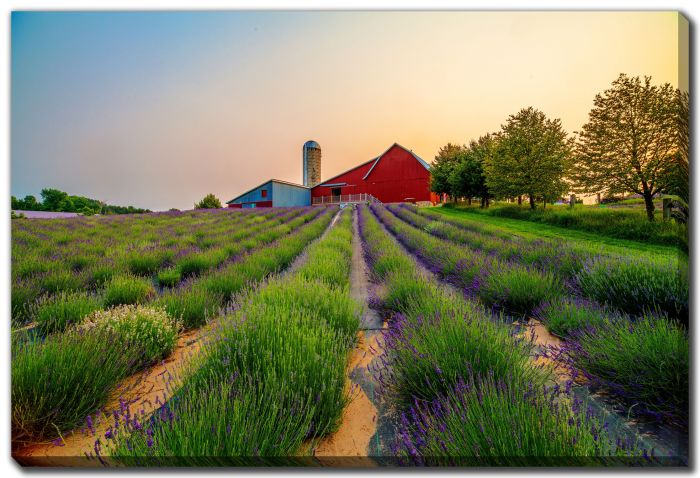 Sunset Lavender Hill