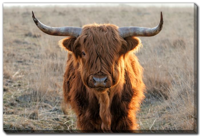 Scottish Highlander