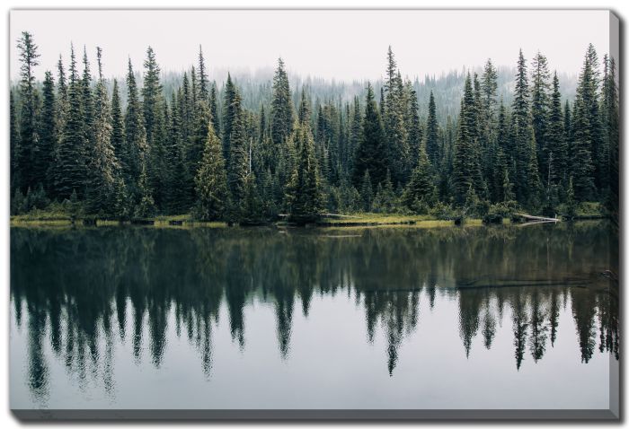 Pine Trees Reflected