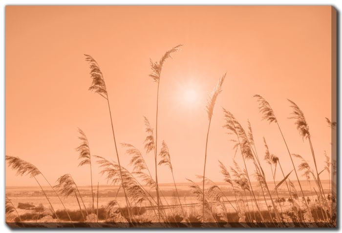 Peach Fuzz Landscape