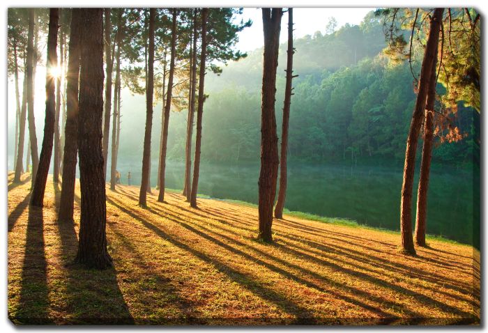 Forest Dawn