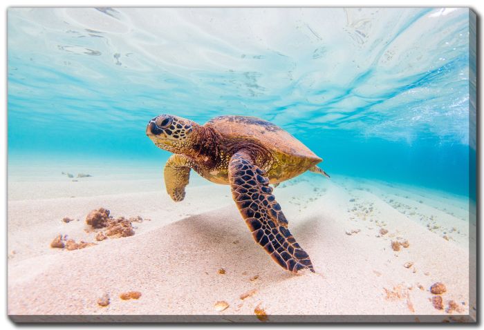 Hawaiian Green Sea Turtle