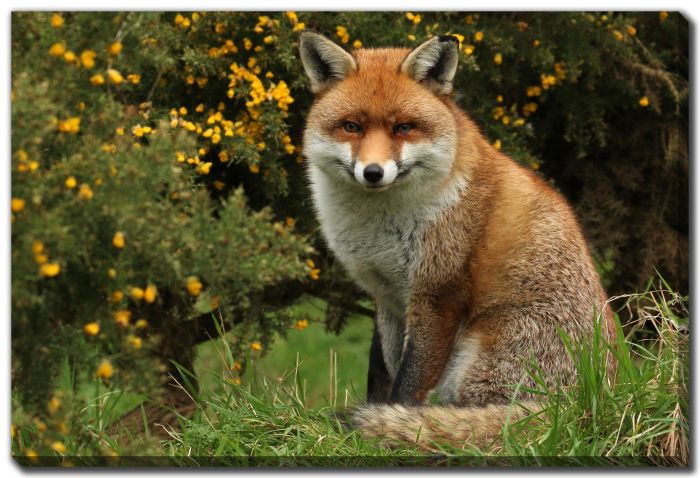 Fox In The Forest