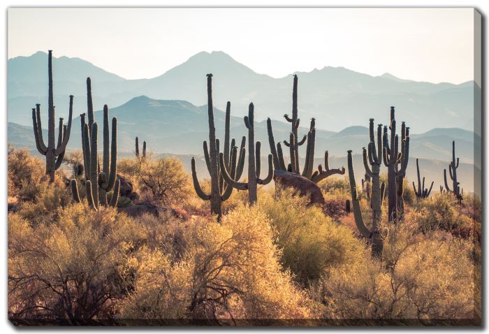 Desert Cactus Landscape