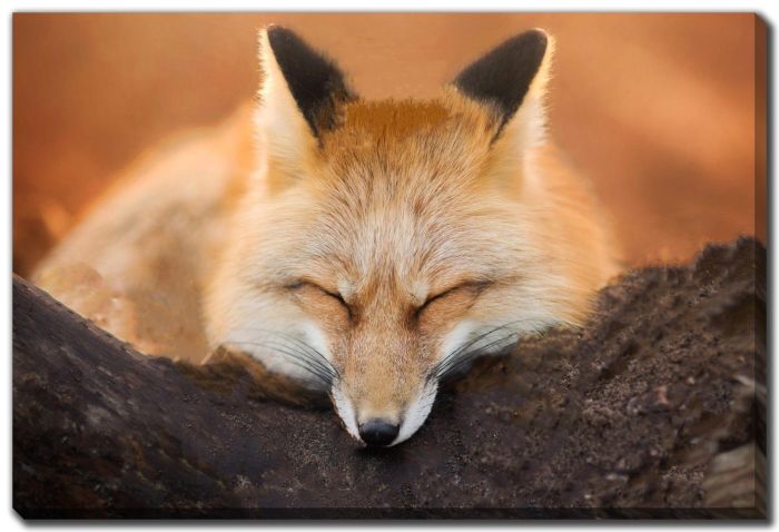 Red Fox Sleeping