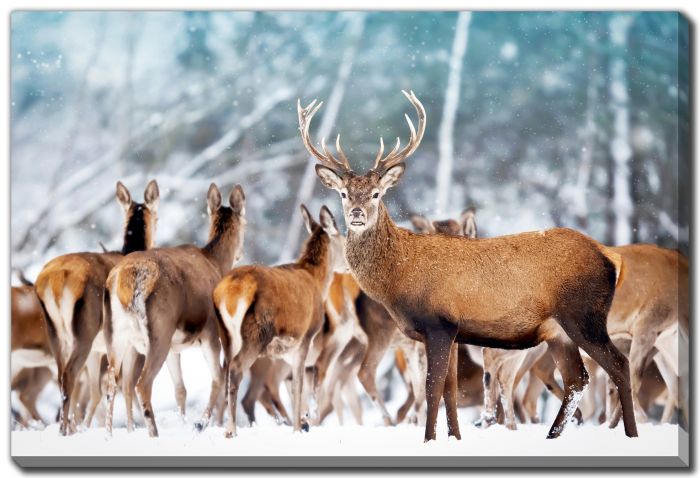 Noble Deer With Herd
