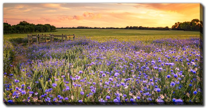Wild Flowers In Cornwall