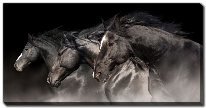 Black Stallions
