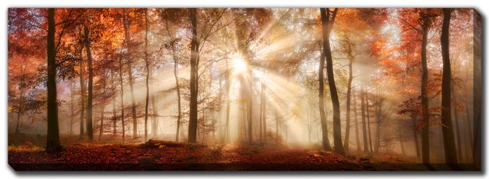 Rays Of Sunlight