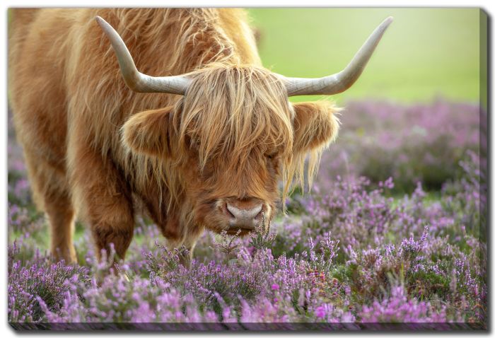 Highland in Heather