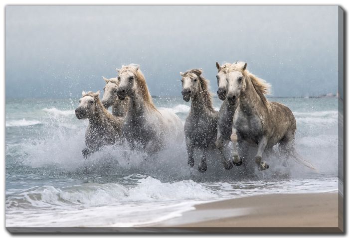 Wild Horses