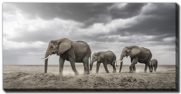 Gentle Giants
