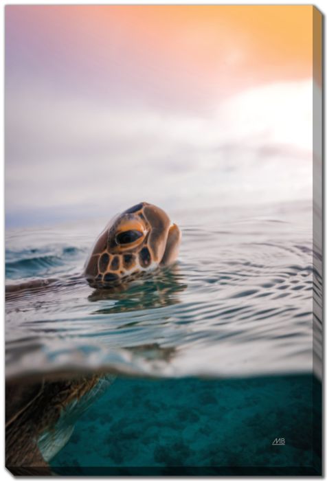 Sunrise Swim