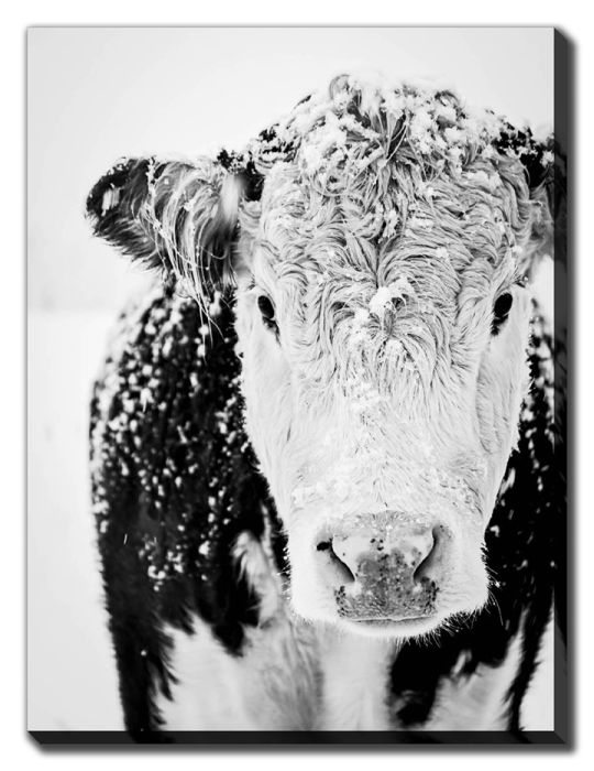 Snowy Cow