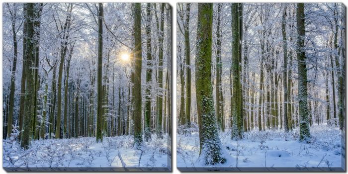 Frosty Forest