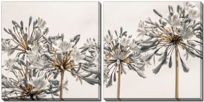 African Lily 2
