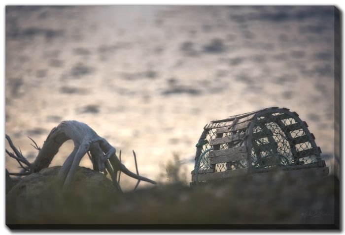 Driftwood Lobster Pot