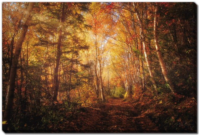 Trail Dead Leaves Birch 