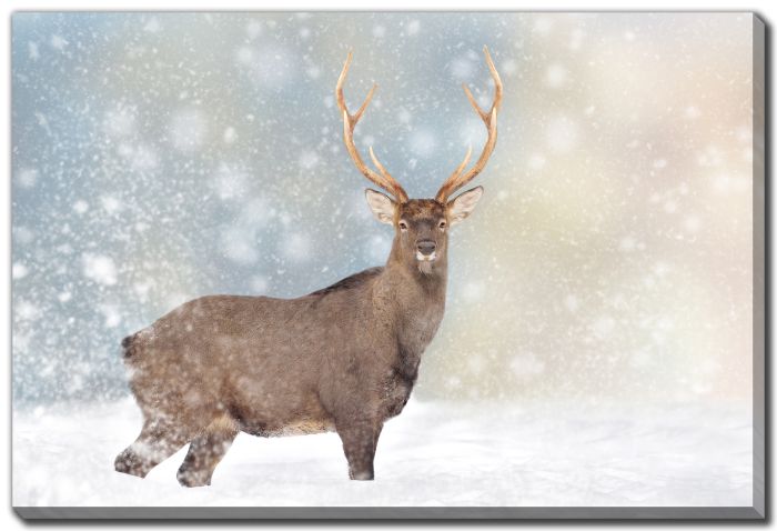 Reindeer in Snow