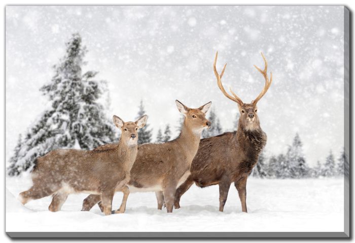 Reindeer Family