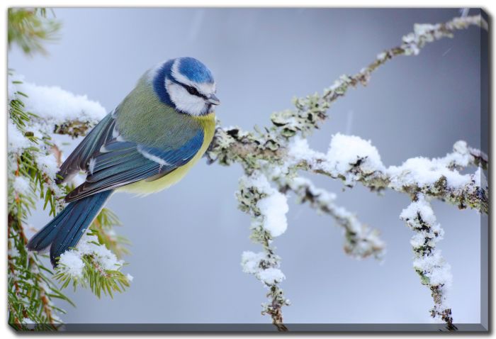 Blue Jay Winter