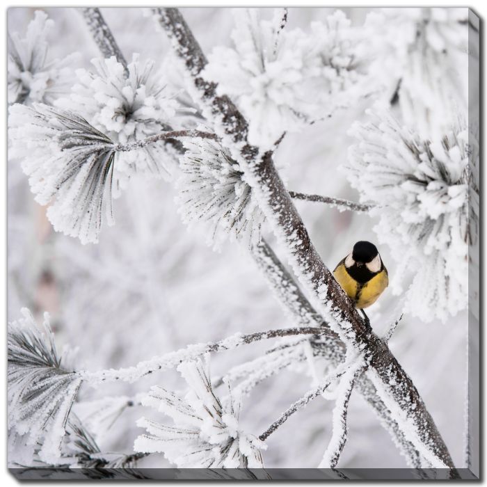 Snowy Branch Perch