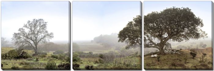 Sonoma Oak Trees No 1