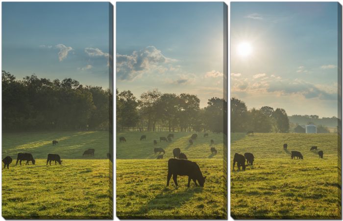 Grazing Cows