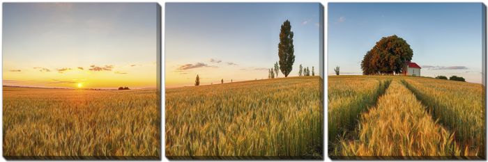Summer Wheat Field