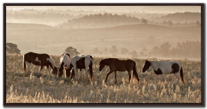 Wild Horse Sanctuary